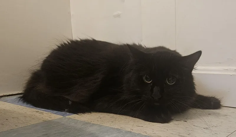 An adult medium-sized male Domestic Medium Hair cat named Caldwell for adoption in Claremont, NH