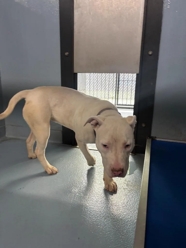 A young large-sized female Mixed Breed dog named Sunshine for adoption in Cartersville , GA