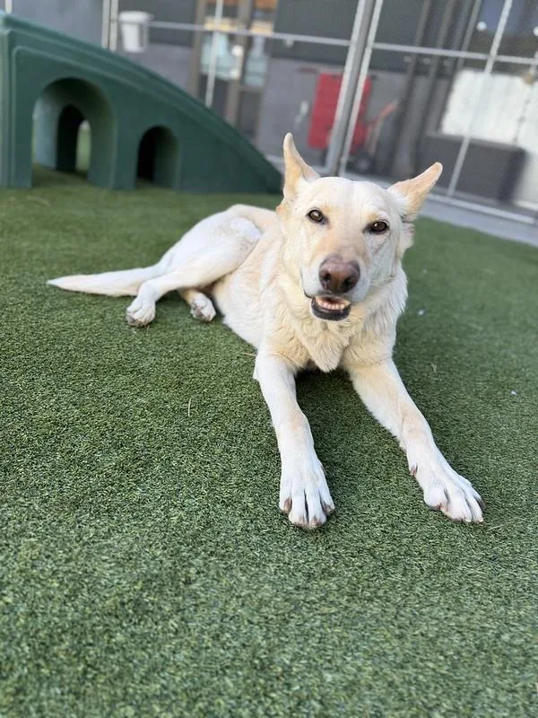 An adult medium-sized female Apricot / Beige Mixed Breed dog named Miss Honey for adoption in Truckee, CA