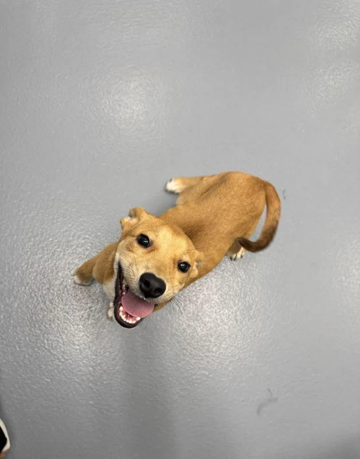 A young medium-sized male Carolina Dog dog named Hey Jude for adoption in Hilton Head Island, SC