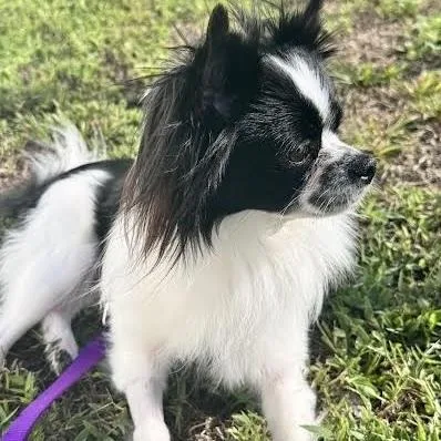 A young small-sized male Tricolor (Brown, Black, & White) Papillon dog named Thunder for adoption in Orlando, FL