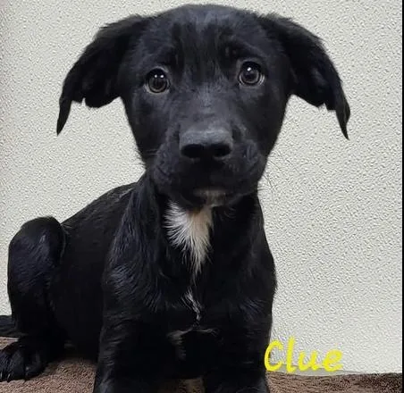 A baby medium-sized female Black Mixed Breed dog named Clue for adoption in Groveland, MA
