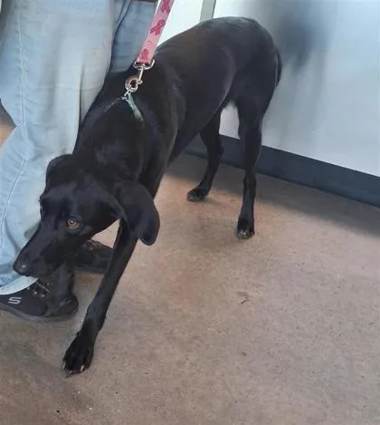 An adult medium-sized female Mixed Breed dog named Aspen for adoption in West Chester, PA