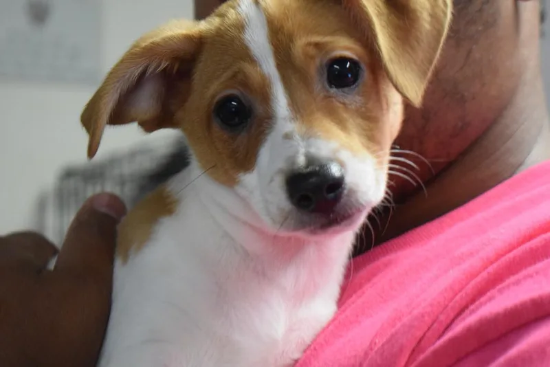 A baby medium-sized male Chihuahua dog named Tucker for adoption in Pahrump, NV