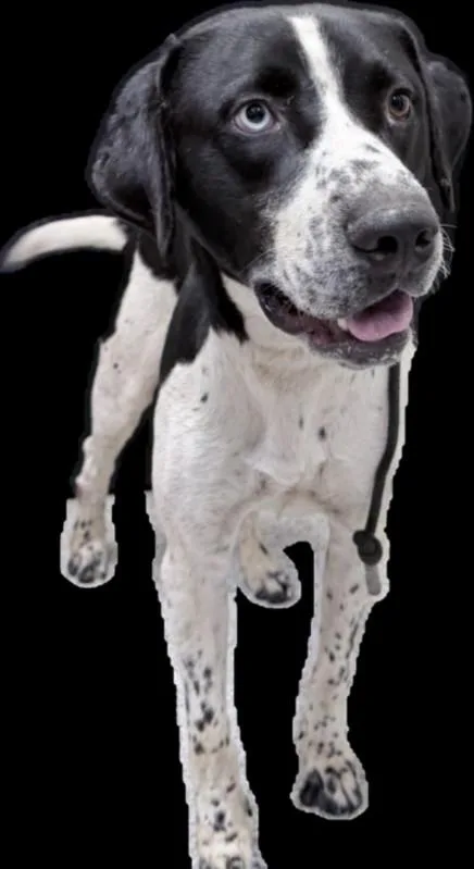 A young medium-sized male Mixed Breed dog named Oreo for adoption in Los Angeles, CA
