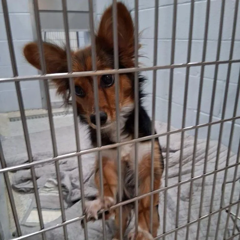 An adult small-sized female Tricolor (Brown, Black, & White) Dachshund dog named Princess lulu for adoption in Lake Havasu City, AZ