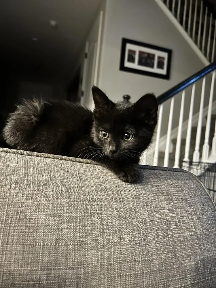 A baby small-sized female Black Domestic Short Hair cat named Tearan for adoption in Aurora, CO