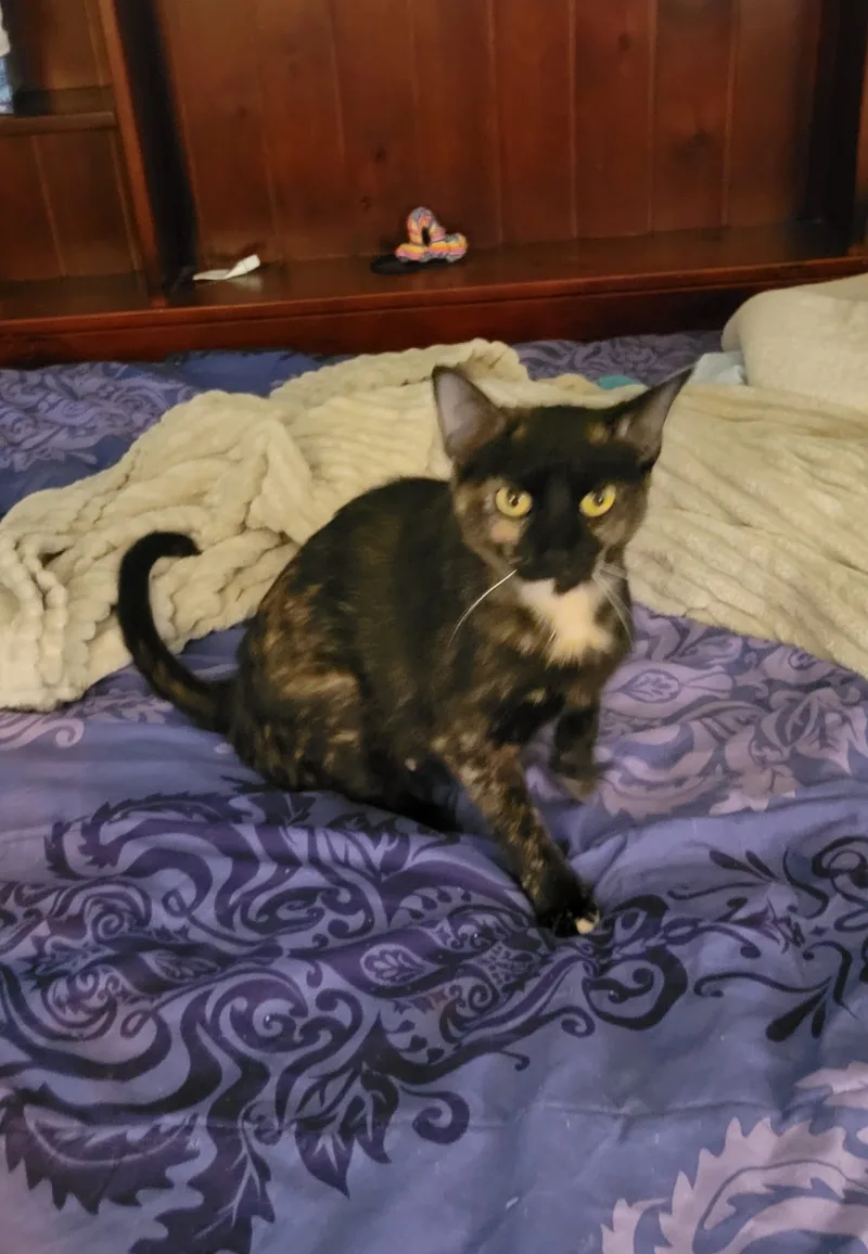 A baby medium-sized female Tortoiseshell Domestic Short Hair cat named Godiva Chocolate for adoption in Lauderhill, FL
