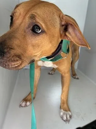 An adult medium-sized female Pit Bull Terrier dog named Mango for adoption in Gainesville, FL