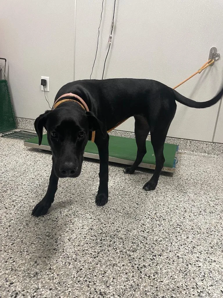 A young medium-sized female Labrador Retriever dog named Ivory for adoption in Clarksville, TN
