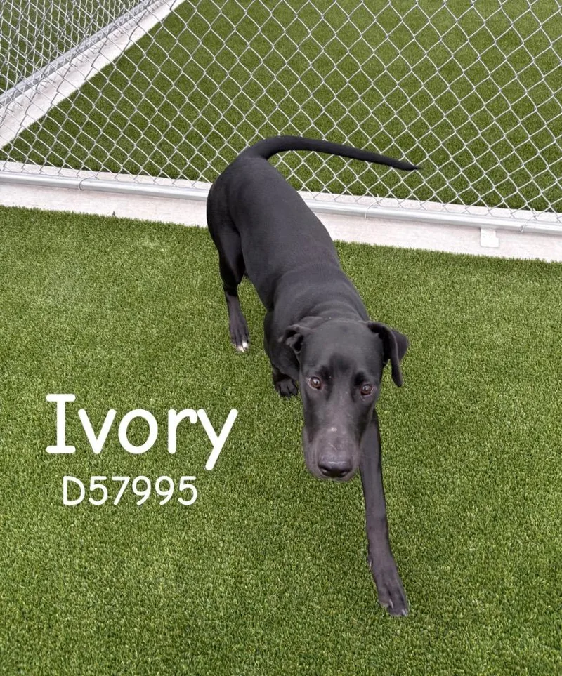 Ivory thumbnail 2