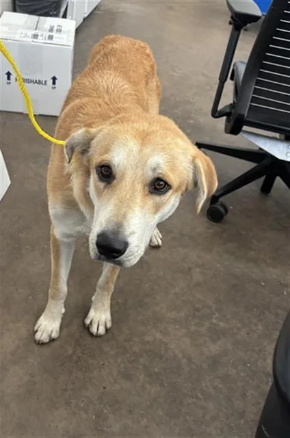 A young large-sized male Mixed Breed dog named Finn for adoption in Dallas, TX