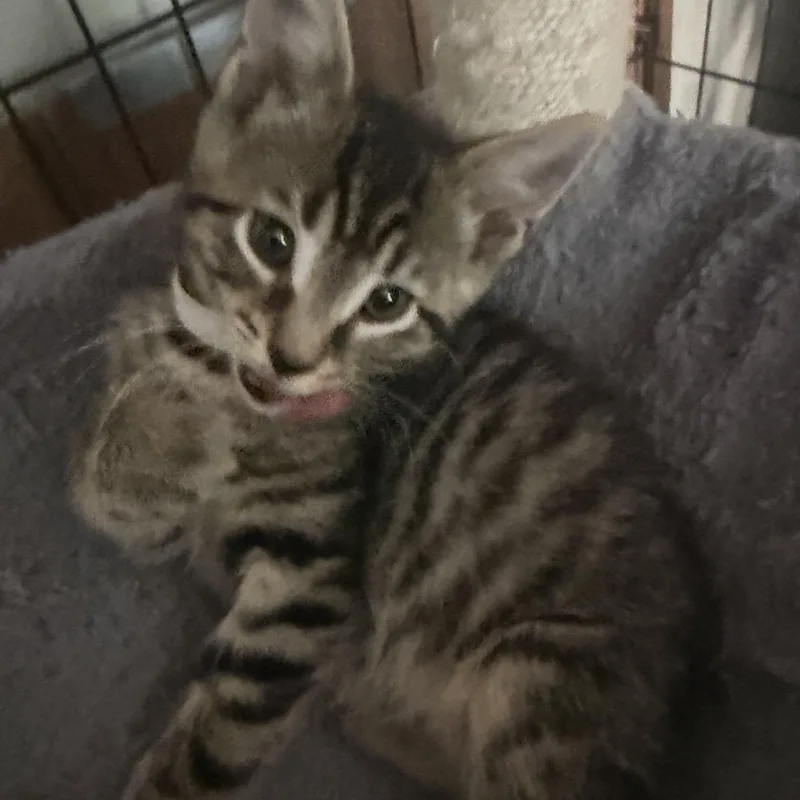 A baby medium-sized male Tabby (Gray / Blue / Silver) Tabby cat named Amos for adoption in Kenhorst, PA