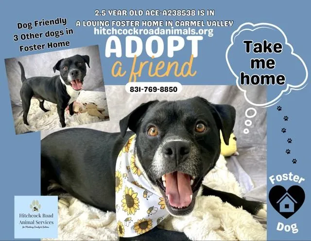 An adult medium-sized male Pit Bull Terrier dog named Ace for adoption in Salinas, CA