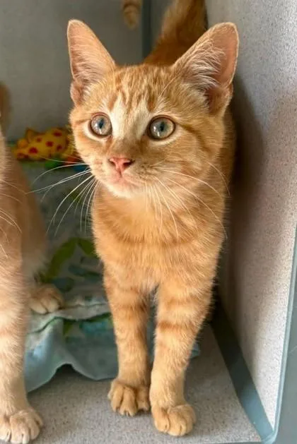 A baby medium-sized male Domestic Short Hair cat named Frodo for adoption in Waupaca, WI