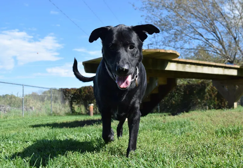An adult medium-sized female Black Labrador Retriever dog named Elsa for adoption in Tomah, WI