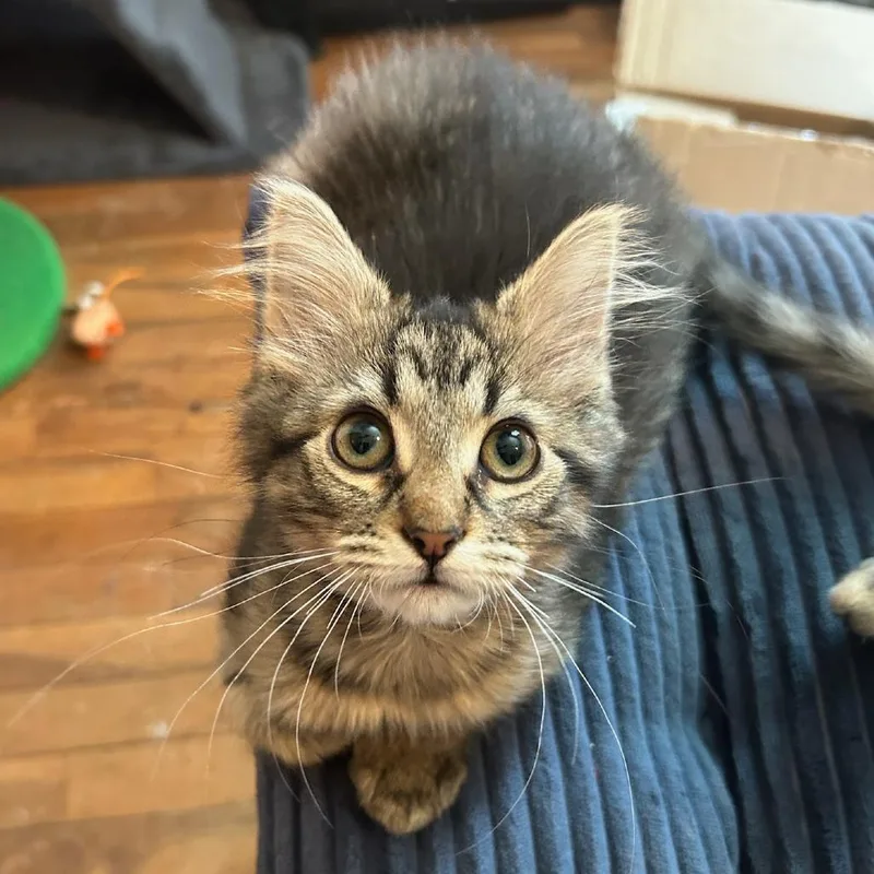 A baby small-sized female Brown / Chocolate Domestic Long Hair cat named Burn Bright for adoption in Normal, IL