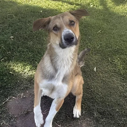 A young medium-sized male Shepherd dog named West for adoption in Naperville, IL