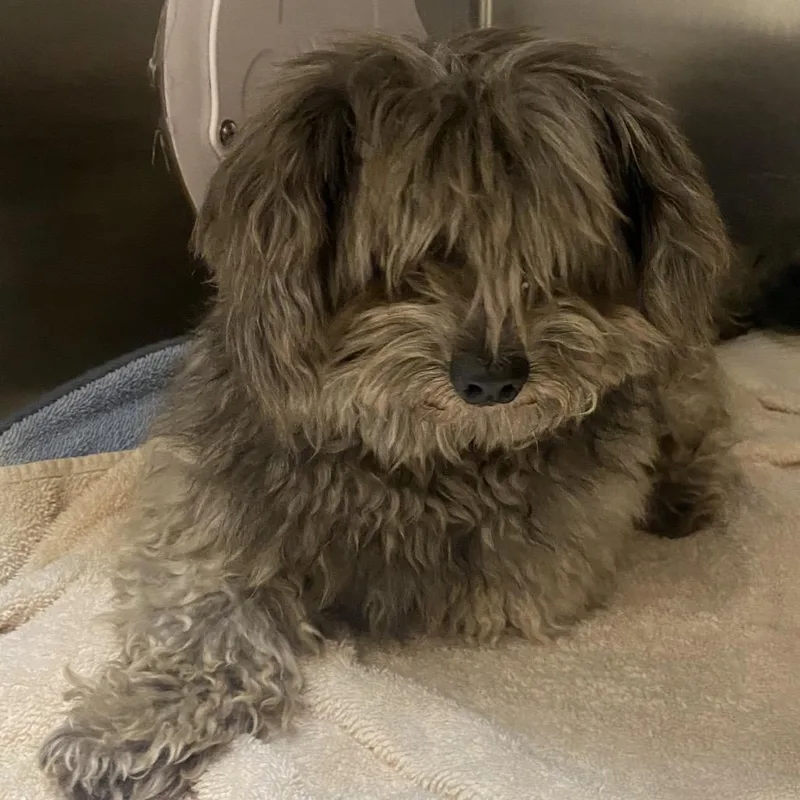 An adult medium-sized male Gray / Blue / Silver Maltese dog named Wagsstray_ for adoption in Westminster, CA