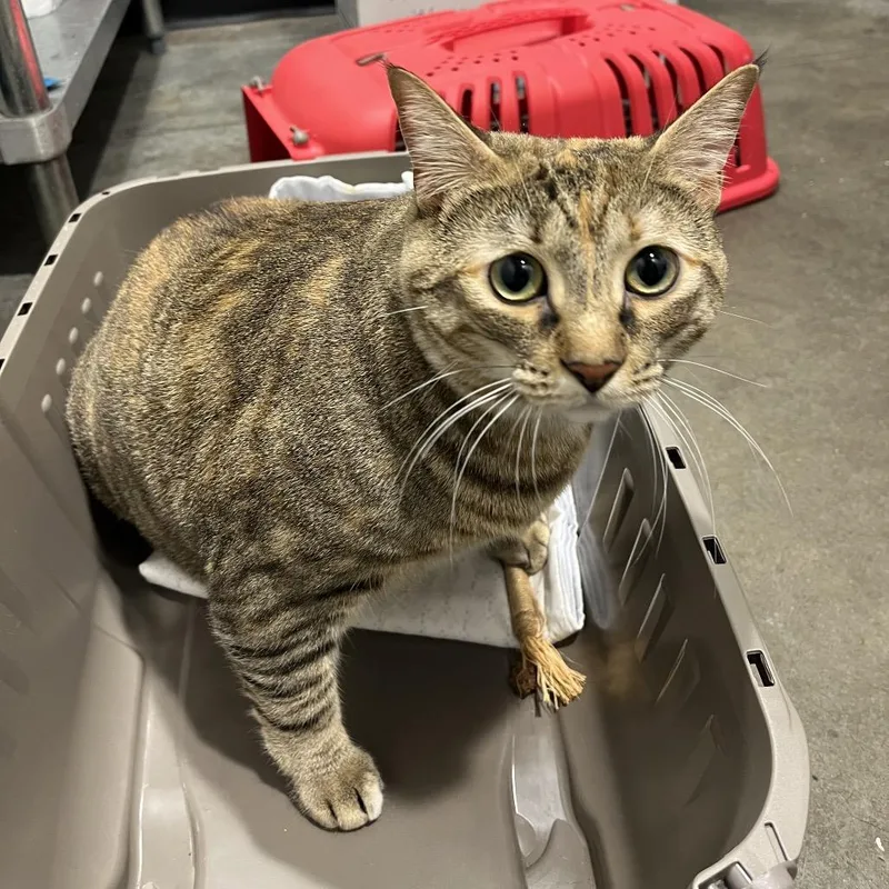 An adult extra large-sized female Brown / Chocolate Domestic Short Hair cat named Cookie for adoption in Tampa, FL