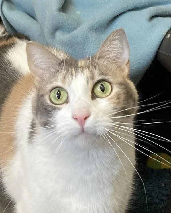 Ella