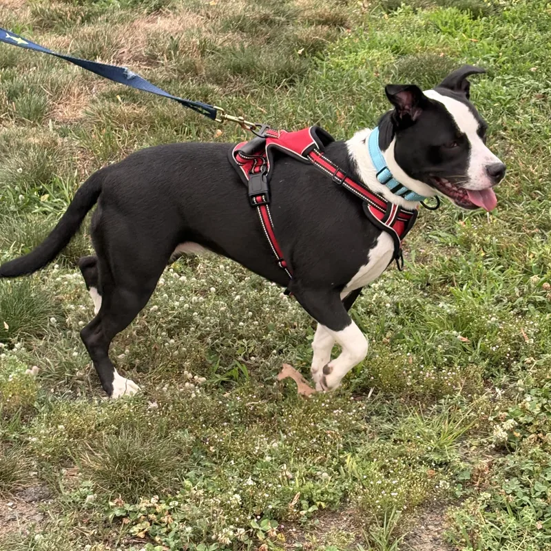 An adult medium-sized female Black Mixed Breed dog named Ladybug for adoption in Turners Falls, MA