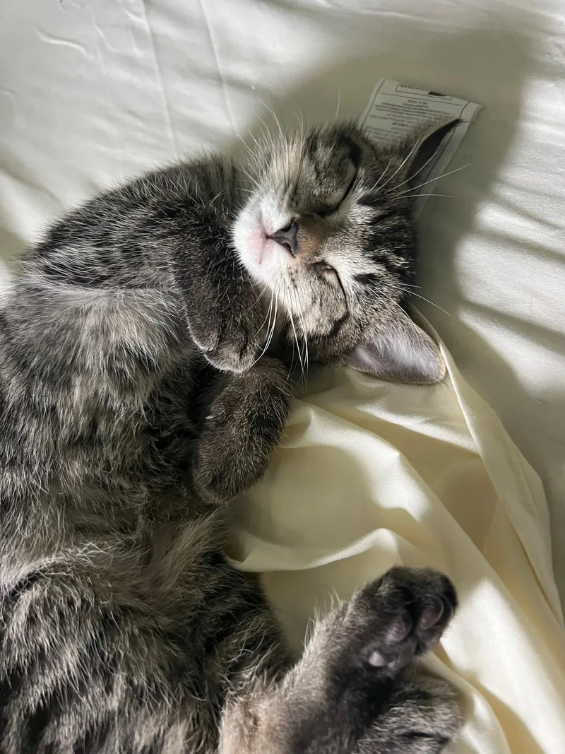 A baby medium-sized male Tabby (Brown / Chocolate) Domestic Short Hair cat named Sage for adoption in Mount Juliet, TN