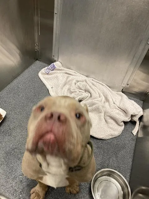 An adult large-sized male Mixed Breed dog named Hulk for adoption in Dallas, TX