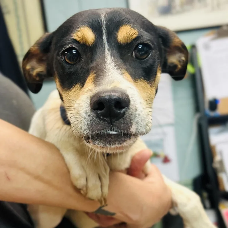 A baby medium-sized female Tricolor (Brown, Black, & White) Australian Shepherd dog named Brandy for adoption in Cedarburg, WI