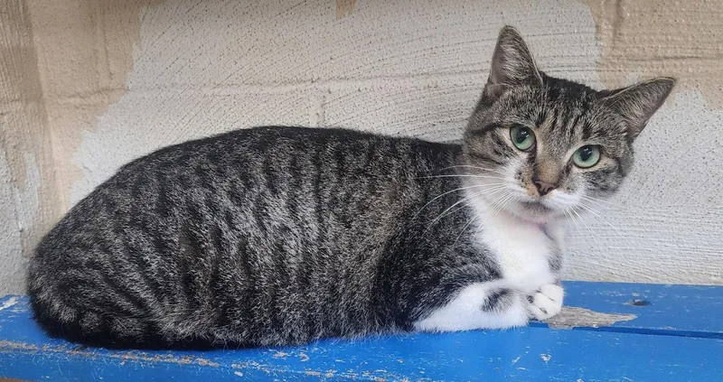 An adult medium-sized female Domestic Short Hair cat named Dolores for adoption in Wetumpka, AL