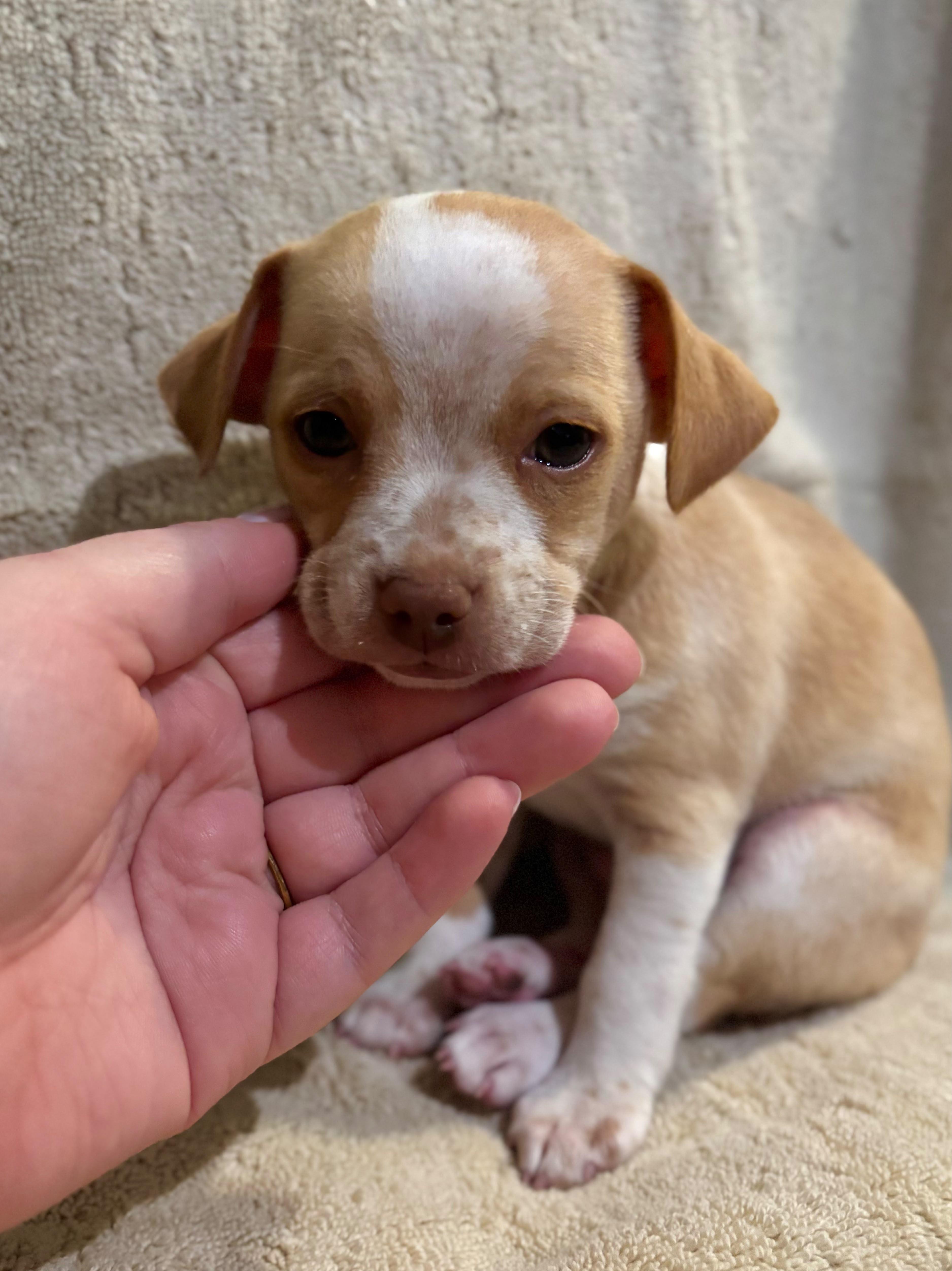 A baby small-sized male Chihuahua dog named Empress for adoption in Discovery Bay, CA
