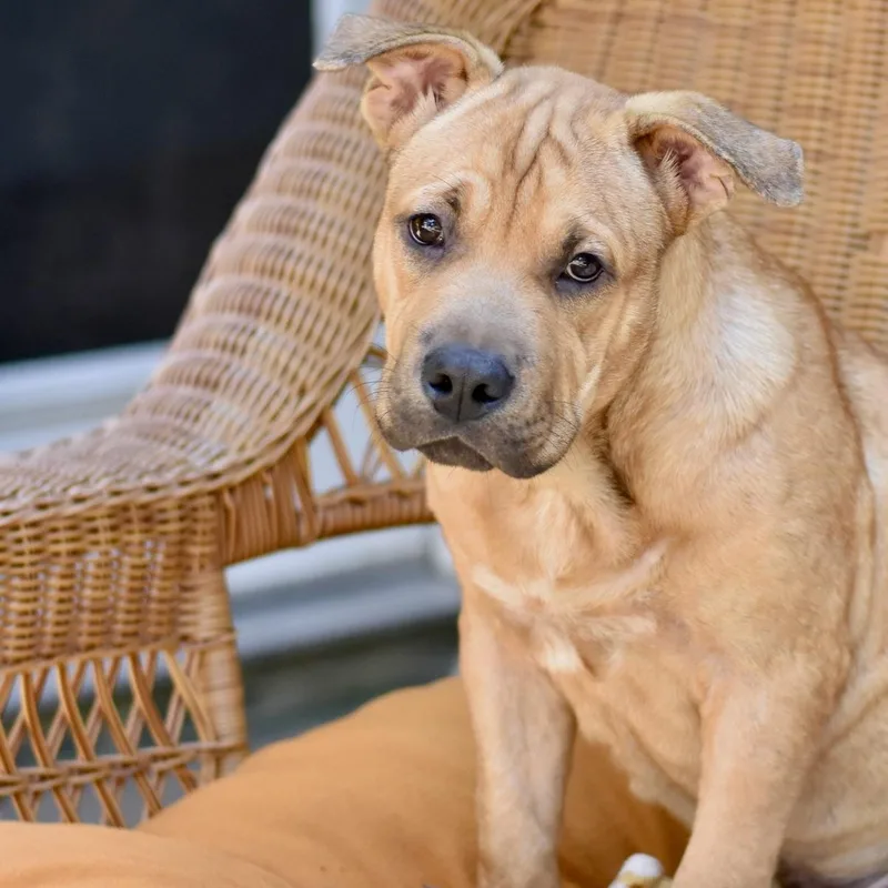A baby medium-sized male Golden Bulldog dog named Frankie for adoption in Conroe, TX