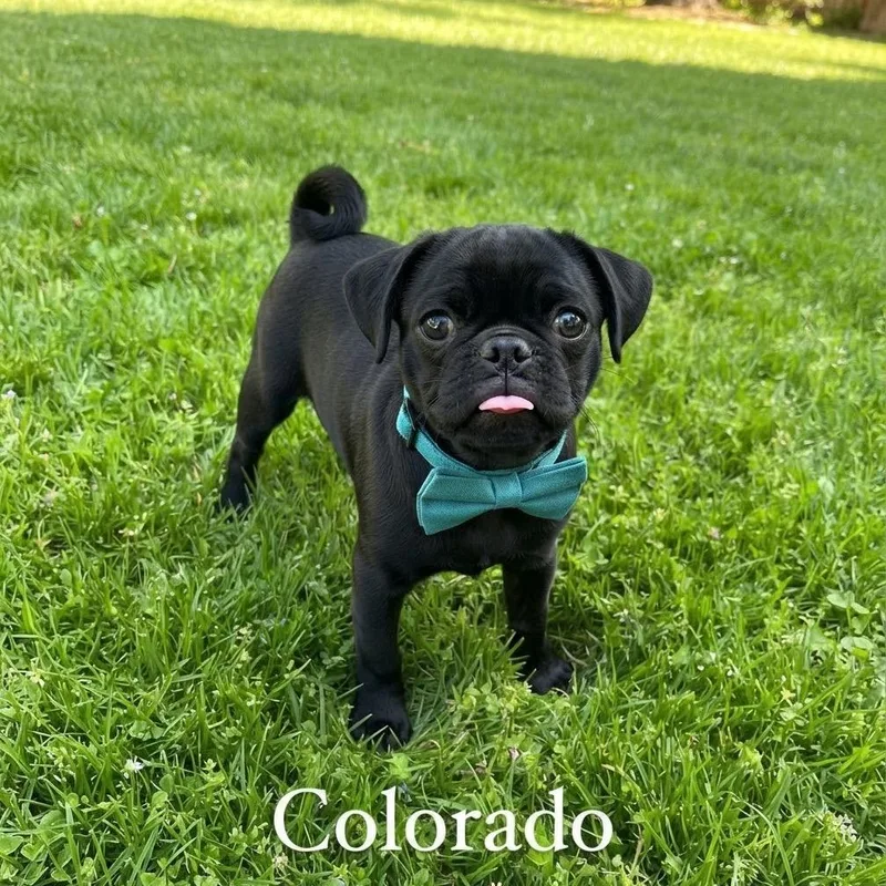 An adult small-sized male Pug dog named Colorado for adoption in Las Vegas, NV