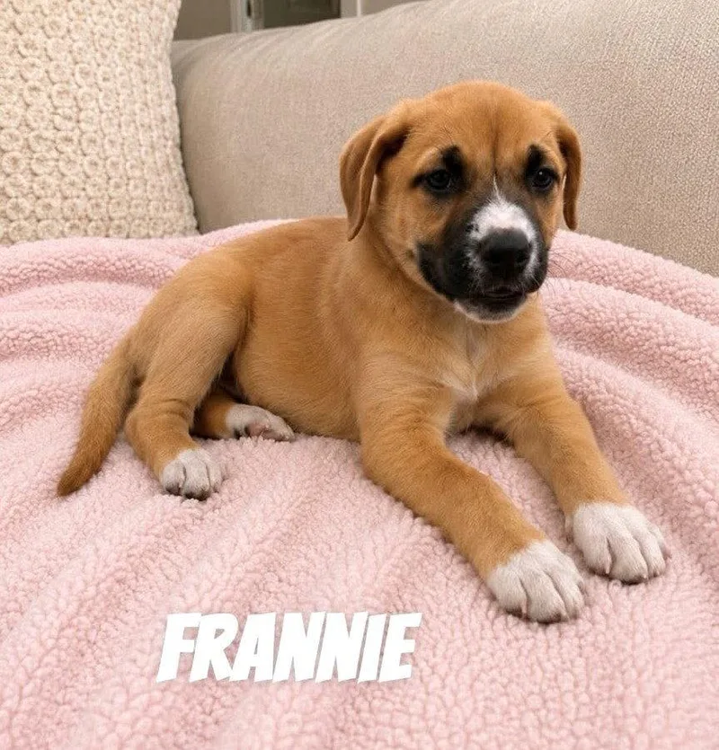 A baby medium-sized female Mixed Breed dog named Frannie SS in MS for adoption in Warwick, RI