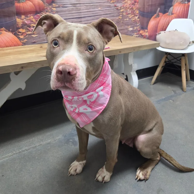 An adult medium-sized female Brown / Chocolate Pit Bull Terrier dog named Tracy for adoption in Normal, IL