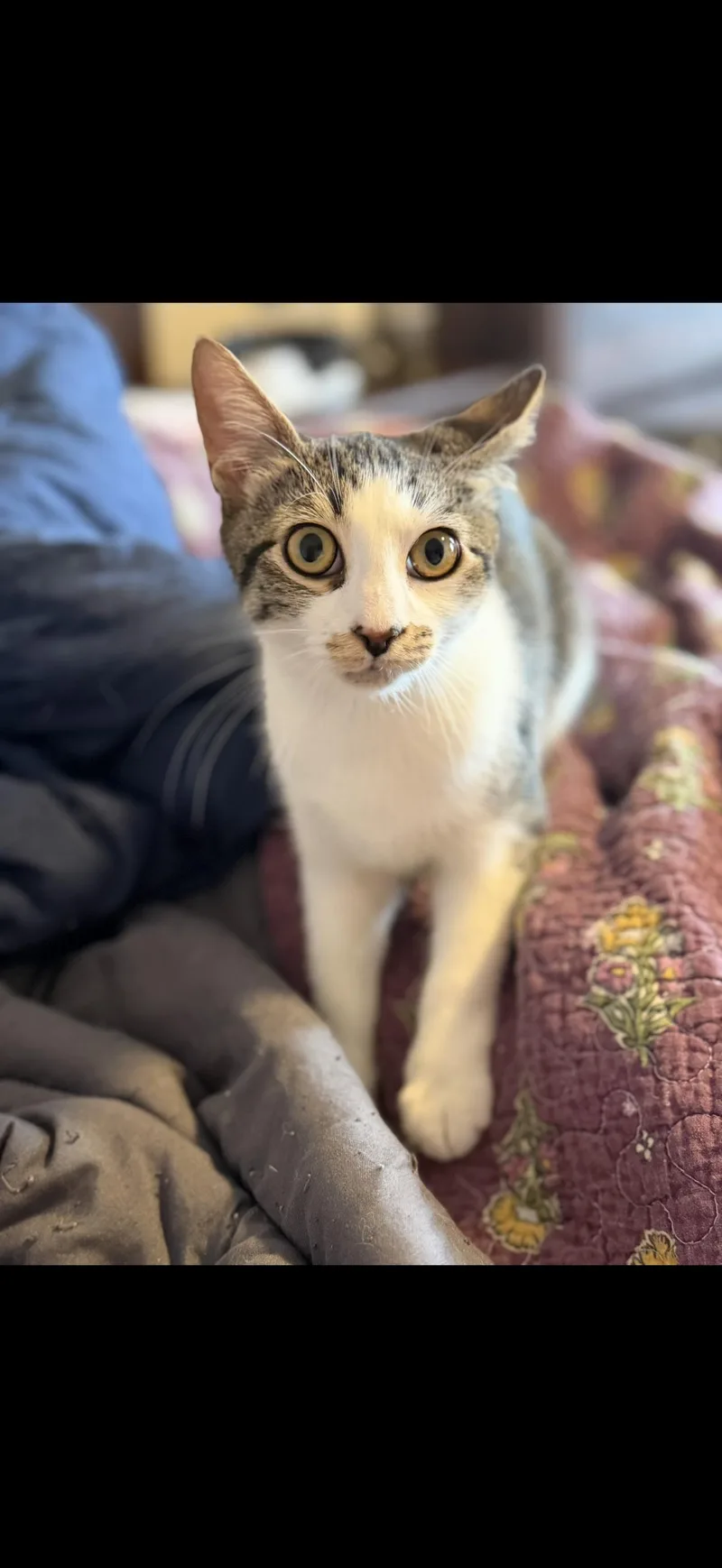 A young small-sized female Tabby (Brown / Chocolate) American Shorthair cat named Allie for adoption in Brooklyn, NY