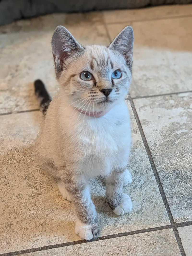 A baby medium-sized female Blue Point Domestic Short Hair cat named Sugar Cookie and Yahtzee for adoption in Seattle, WA
