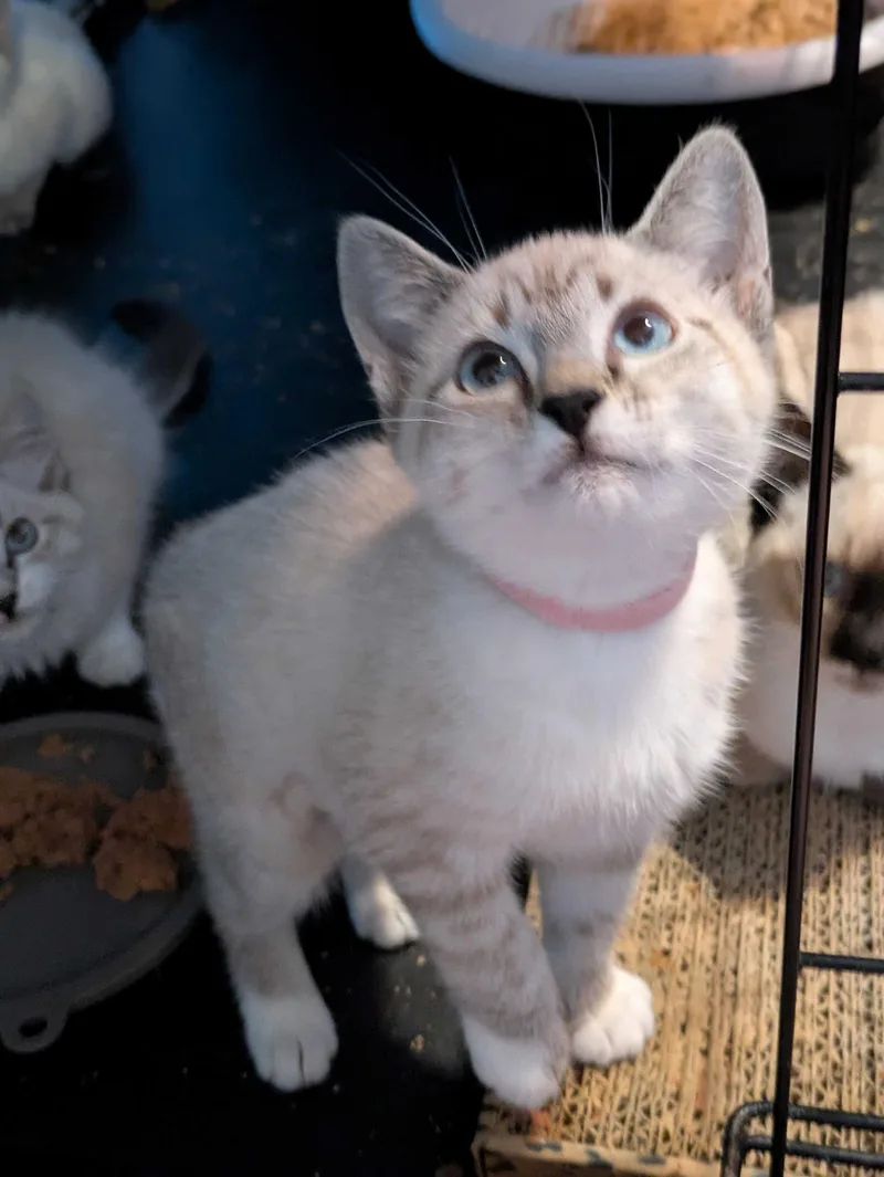 Sugar Cookie and Yahtzee thumbnail 3