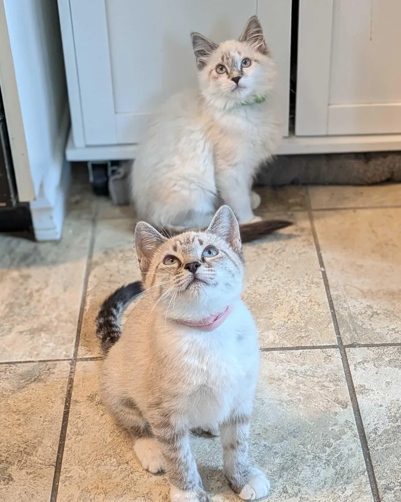 Sugar Cookie and Yahtzee thumbnail 6