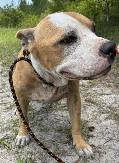 An adult large-sized male American Bulldog dog named Hollywood for adoption in Gainesville, FL