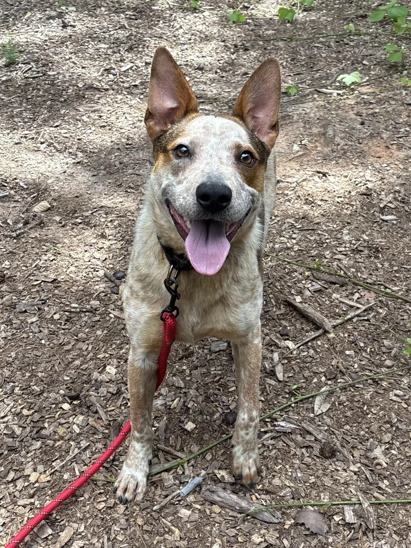 Atom