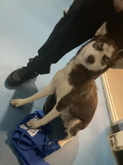 A young medium-sized female Siberian Husky dog named Koko for adoption in Dallas, TX