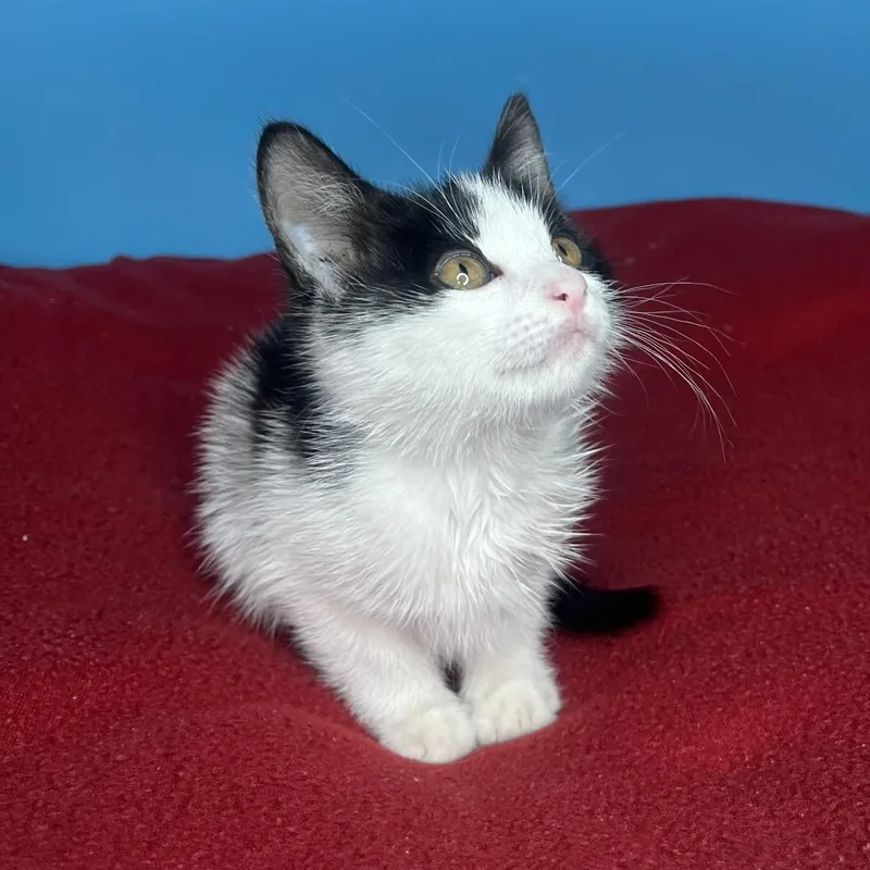 A baby small-sized female Black Domestic Short Hair cat named Winona for adoption in San Antonio, TX