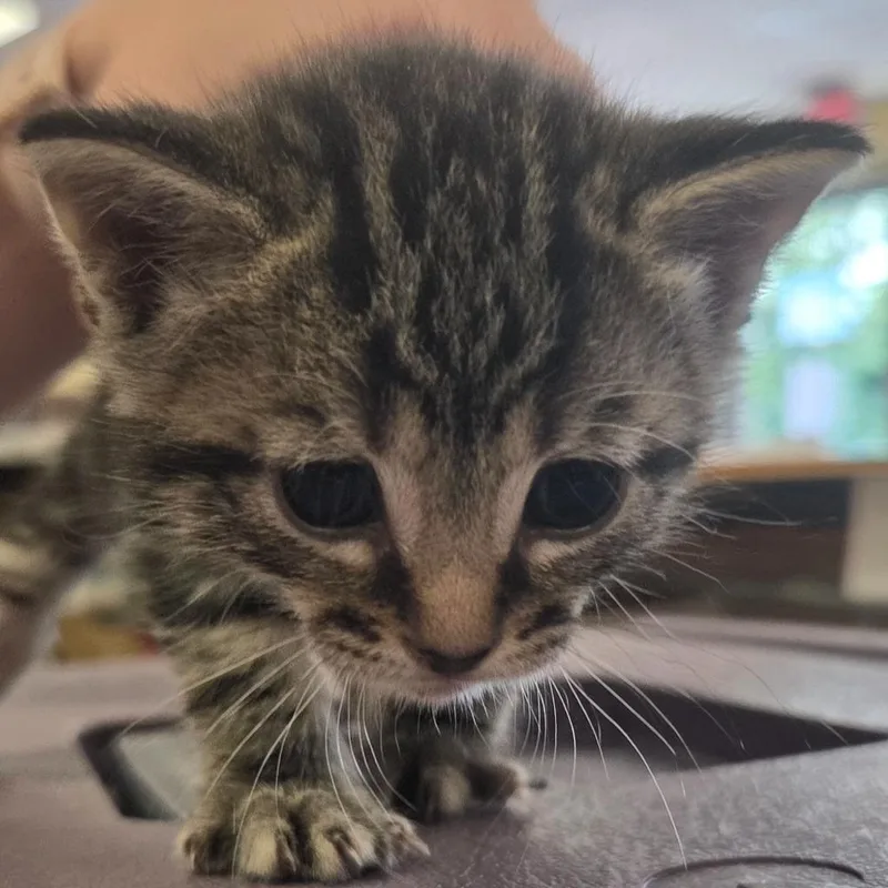 A baby small-sized male Domestic Short Hair cat named Stormfly for adoption in Olean, NY