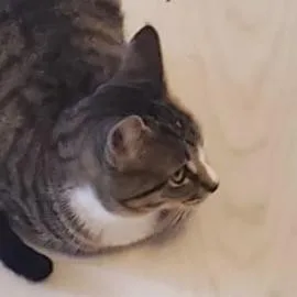 Ollie thumbnail 2