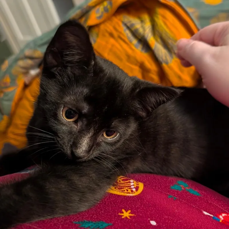 A baby small-sized male Black Domestic Short Hair cat named Frodo for adoption in Durham, NC
