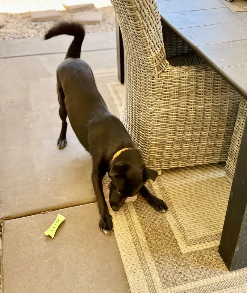 A young medium-sized male Black Labrador Retriever dog named Toby for adoption in Scottsdale, AZ