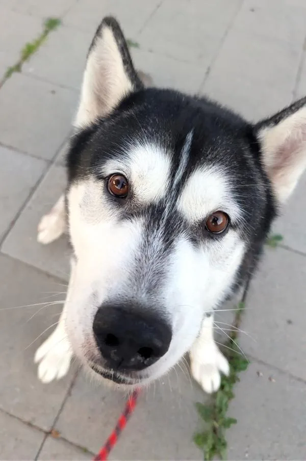 Fluff Guy thumbnail 2