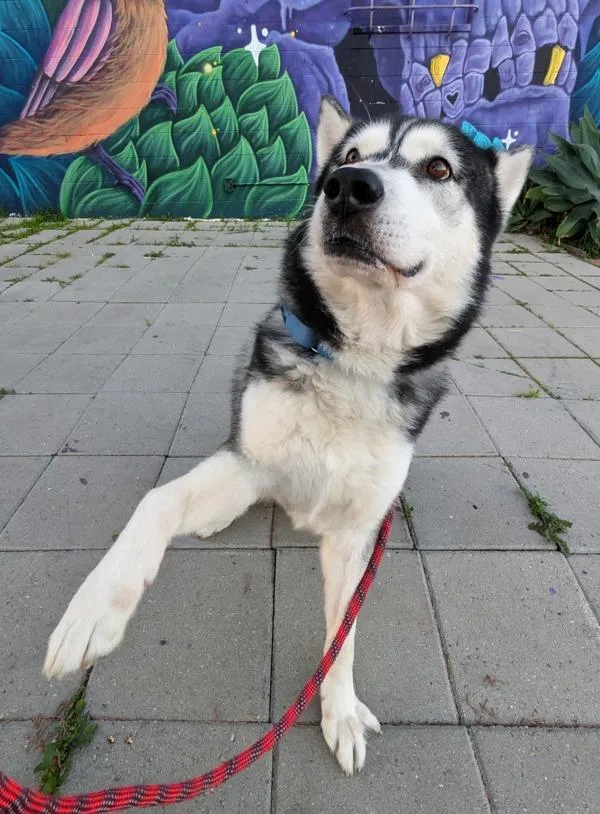 Fluff Guy thumbnail 3