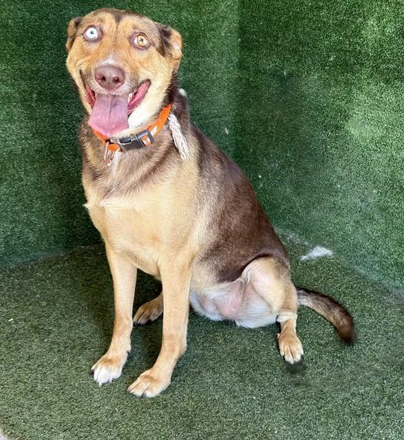 A young small-sized female German Shepherd Dog dog named Faith for adoption in Lancaster, CA